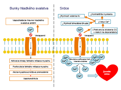 Mechanizmus účinku lieku Isoptin®