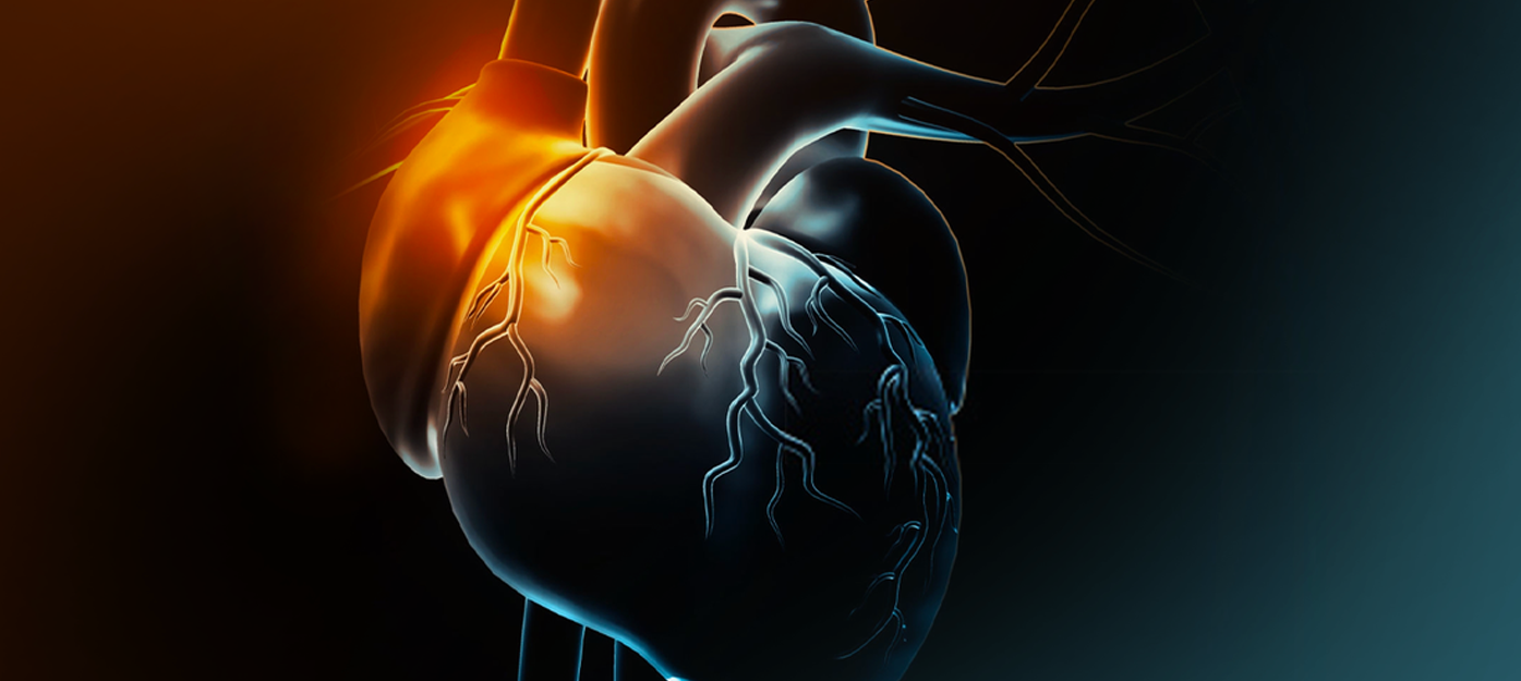 Cardiovascular